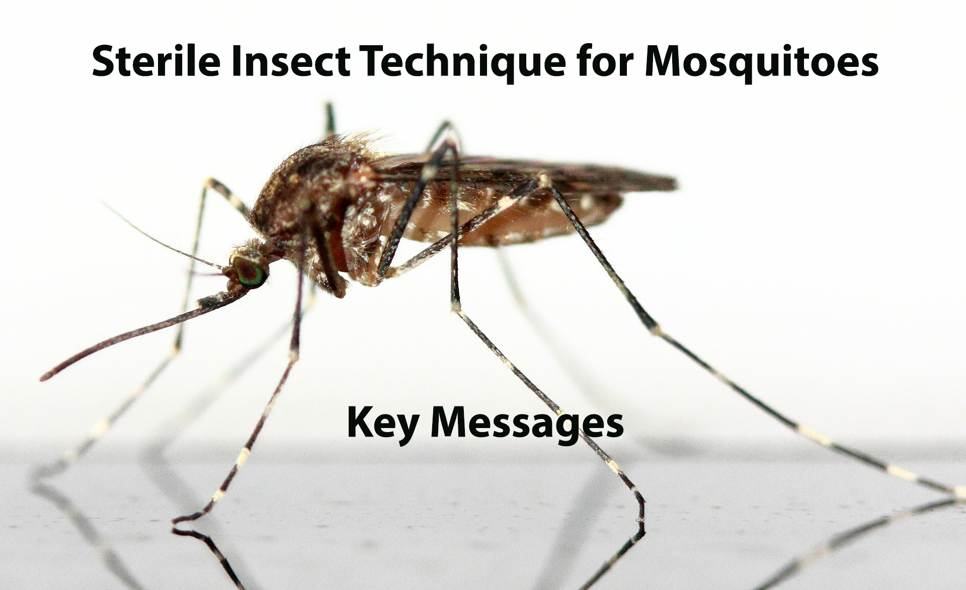 mosquitoes-key-messages.jpg