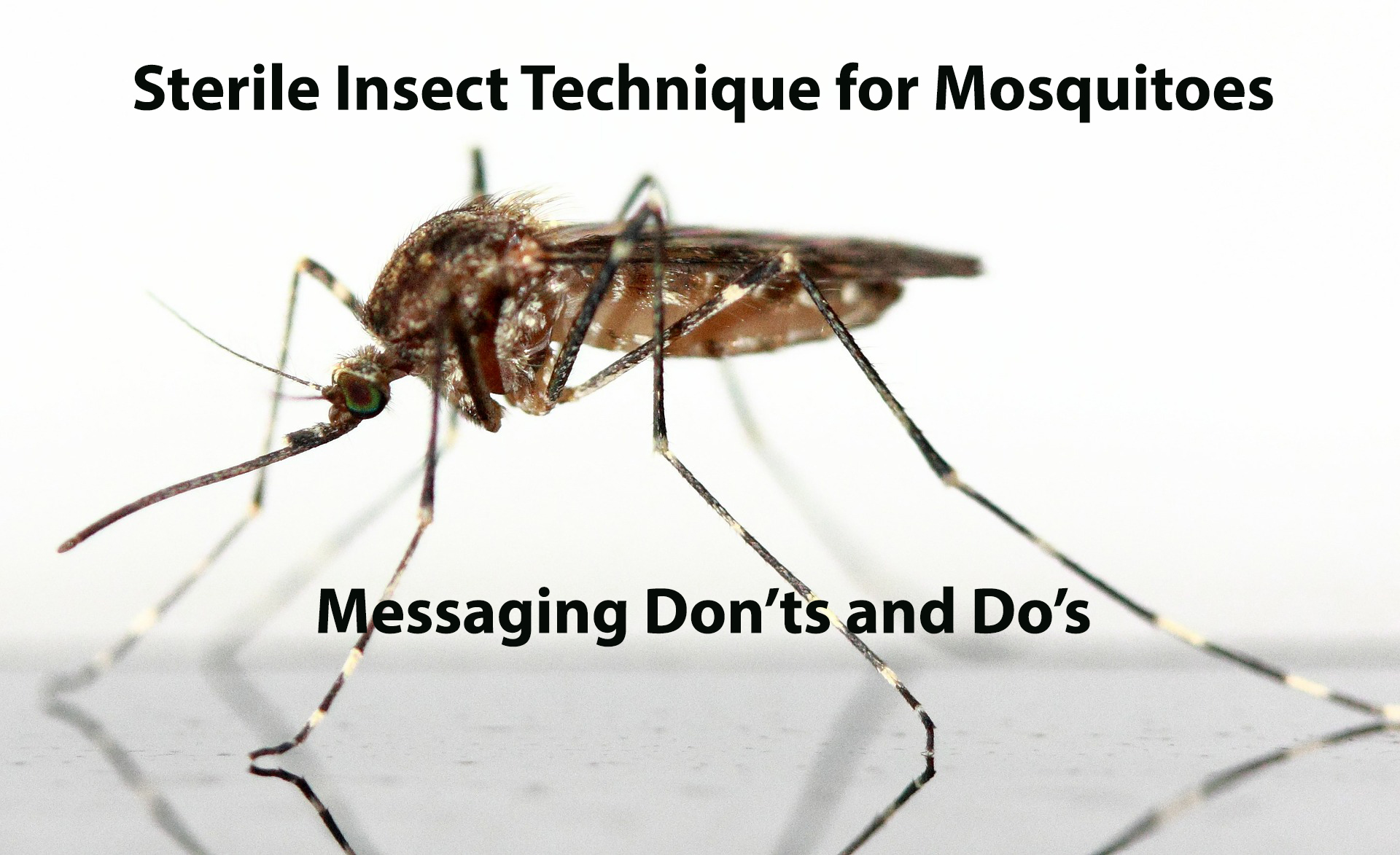 mosquitoes-donts-dos.jpg
