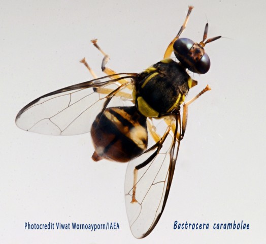 Picture Gallery - Bactrocera carambolae-Photocredit Viwat Wornoayporn-IAEA